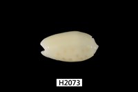 藏品(棋盤榧螺)的圖片